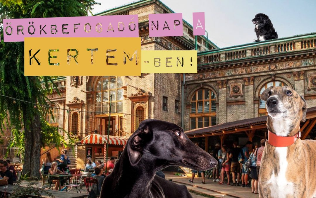 II. ÖRÖKBEFOGADÓ NAP A KERTEMBEN – 2019.07.27.