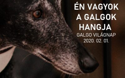 FEBRUÁR 1. – A GALGOK VILÁGNAPJA